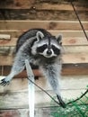 Racoons, Ukraine, pet