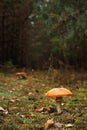 Racy fly-agaric