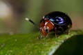 Rad and blue beetle
