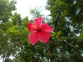 The red flower. Royalty Free Stock Photo