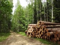 Rad and fresh timber in forest, Lithuania Royalty Free Stock Photo