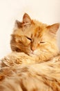 rad haired cat with close eyes is sleeping in a sun on white background, vertical
