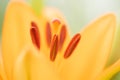 Yellow lily flower macro. Stamens, pollen and pistil close-up. Royalty Free Stock Photo