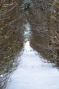 Rada planted pines and their crown. Winter`s tale and Christmas trees. Beautiful background for design