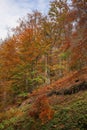 Radan mountain near Prolom Banja. Serbia Royalty Free Stock Photo