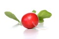 Raddish on white background - close-up Royalty Free Stock Photo
