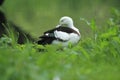 Radiah shelduck