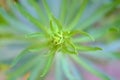 Abstarct top view of a green plant with symmetrical leaves.