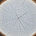 Radial Pattern of Weathered Tree Log Cross-Section Royalty Free Stock Photo