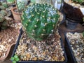 Coryphantha radians  cactus  garden  in thailand watercolor desert flowers Royalty Free Stock Photo
