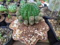 Coryphantha radians  cactus  garden  in thailand watercolor desert flowers Royalty Free Stock Photo