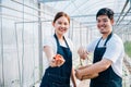 A radiant Asian couple farmers in a greenhouse proudly holding organic tomatoes Royalty Free Stock Photo