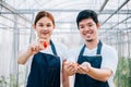 A radiant Asian couple farmers in a greenhouse proudly holding organic tomatoes Royalty Free Stock Photo