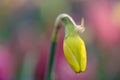 Radiant Beauty: Close-up of a Narcissus Blossom with Dreamy Blurred Background