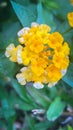 The Radiant Beauty of Lantana