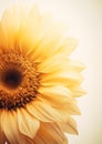 Radiant Blooms: A Vibrant Sunflower Vase for Your Business Suppl Royalty Free Stock Photo