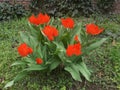 Radiant bright red pointy petal tulips Royalty Free Stock Photo