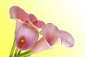 Radiant Calla Lily Background Royalty Free Stock Photo