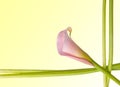 Radiant Calla Lily Background Royalty Free Stock Photo