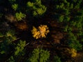 Radiant Canopy: Drone View of a Vibrant Yellow Coniferous Treetop