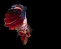 Radiant colors and captivating demeanor Siamese fighting fish