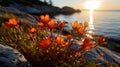 Radiant Colors: Capturing The Beauty Of Fall Wild Flowers On A Rocky Beach Royalty Free Stock Photo