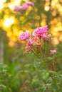 Radiant Elegance: Pink Rose in the Glow of Sunset Light Royalty Free Stock Photo