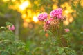 Radiant Elegance: Pink Rose in the Glow of Sunset Light Royalty Free Stock Photo