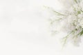 Radiant Floral Showcase Baby's Breath in Soft Focus A Mockup Template Presentations Generative AI