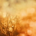 Radiant golden autumn background