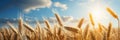 Radiant golden wheat field under summer sun, picturesque farm backdrop with clear blue sky