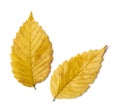 Radiant golden yellow autumn elm leaves on white