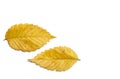 Radiant golden yellow autumn elm leaves on white