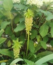 Radiant green flower