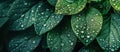 Radiant Green Leaves Adorned With Water Drops Royalty Free Stock Photo