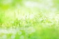 Radiant green spring background