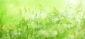 Radiant green spring background