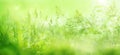 Radiant green spring background