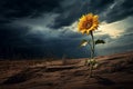 Radiant Lonely sunflower. Generate Ai Royalty Free Stock Photo