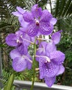 Radiant mauve orchids