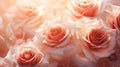 Radiant Morning Sun Shining on Red Roses in Crystal Vase AI Generated