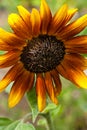 A radiant orange and yellow sunflower with dark center. Royalty Free Stock Photo