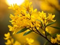 Radiant Photograph of Vibrant Forsythia Blossoms in Springtime Sunshine with Green Foliage and Clear Sky. Generative Ai Royalty Free Stock Photo