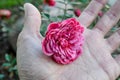 A radiant pink flower is held in the palm of a human hand.