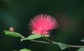 Radiant Pink Flower