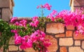 Radiant pink flowering bougainvillea in sunshine