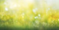 Radiant Rays: A Vibrant Abstract Art of Grass and Sunshine Royalty Free Stock Photo