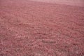 Lush Radiant Red Cranberry Bog with Vines
