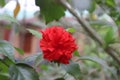 Radiant Red Hibiscus Flower in Bloom Royalty Free Stock Photo