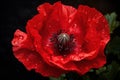 Radiant Red poppy flower. Generate Ai Royalty Free Stock Photo